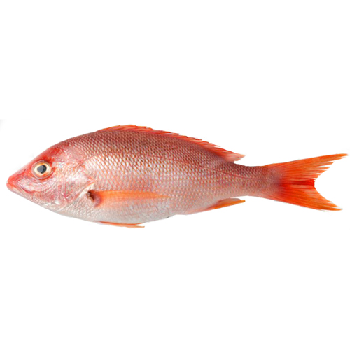 red-mullet